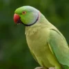 Alexandrine Parakeet For Sale