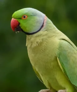 Alexandrine Parakeet For Sale