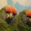 Amazona Bodini For Sale