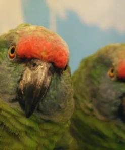 Amazona Bodini For Sale