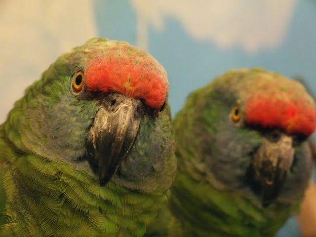 Amazona Bodini For Sale