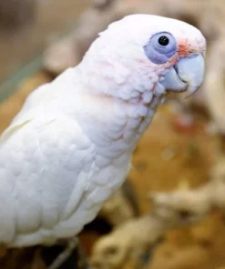 Bare-Eyed Cockatoo For Sale