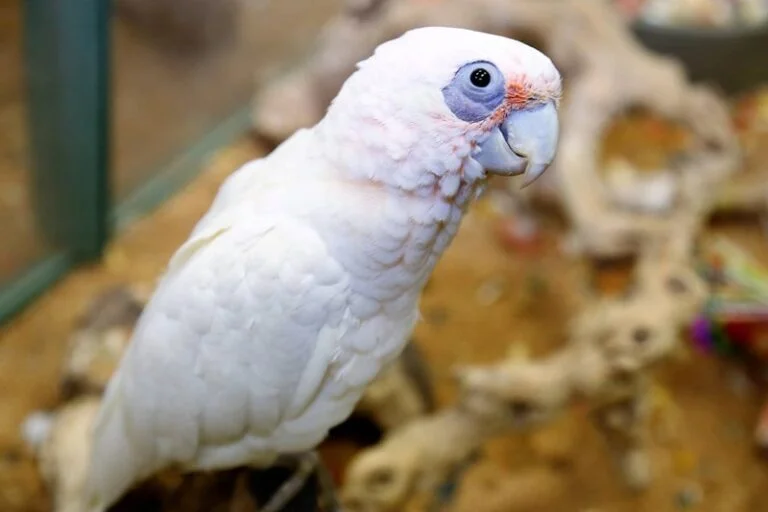 Bare-Eyed Cockatoo For Sale
