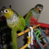 Buy Black Capped Conure Online