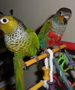 Buy Black Capped Conure Online