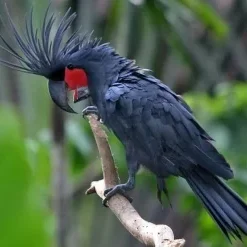 Buy Black Palm Cockatoo Online