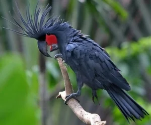 Buy Black Palm Cockatoo Online