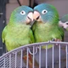Blue Crowned Conure For Sale