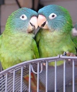Blue Crowned Conure For Sale