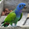 Buy Blue Headed Pionus Online