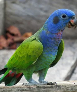 Buy Blue Headed Pionus Online