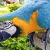 Buy Blue and Gold Macaw Online