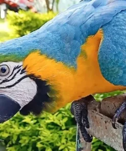 Buy Blue and Gold Macaw Online