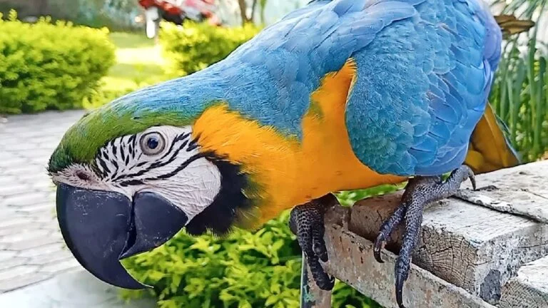 Buy Blue and Gold Macaw Online