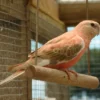 Bourkes Parrot For Sale