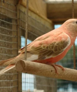 Bourkes Parrot For Sale
