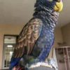 Buy Bronze Winged Pionus Online