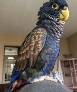 Buy Bronze Winged Pionus Online