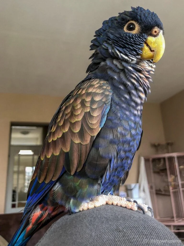 Buy Bronze Winged Pionus Online