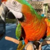 Buy Catalina Macaw Online