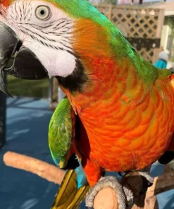 Buy Catalina Macaw Online