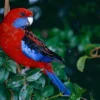 Buy Crimson Rosella Online
