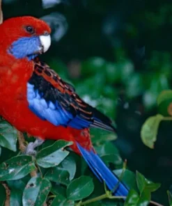 Buy Crimson Rosella Online