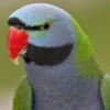 Buy Derbyan Parakeet Online