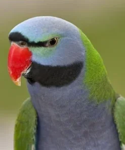 Buy Derbyan Parakeet Online