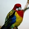Eastern Rosella For Sale