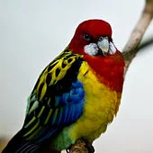 Eastern Rosella For Sale