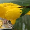 Buy Blue and Gold Macaw Online