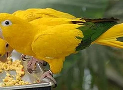 Buy Blue and Gold Macaw Online