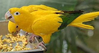 Buy Blue and Gold Macaw Online
