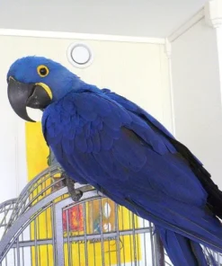 Hyacinth Macaw For Sale