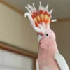 Buy Major Mitchells Cockatoo Online