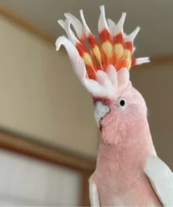 Buy Major Mitchells Cockatoo Online