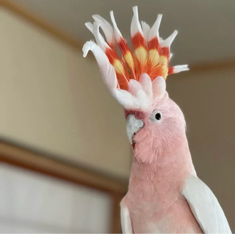 Buy Major Mitchells Cockatoo Online