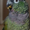 Buy Maximilians Pionus Online