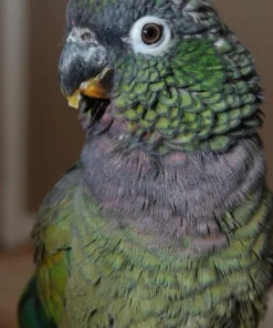 Buy Maximilians Pionus Online
