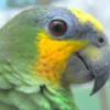 Orange Winged Amazon For Sale