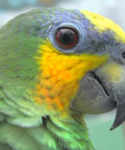 Orange Winged Amazon For Sale