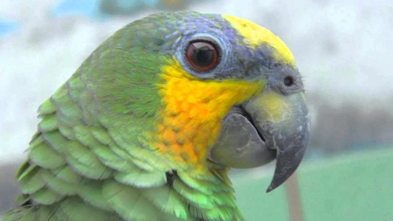 Orange Winged Amazon For Sale