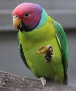 Buy Plum-Headed Parakeet Online