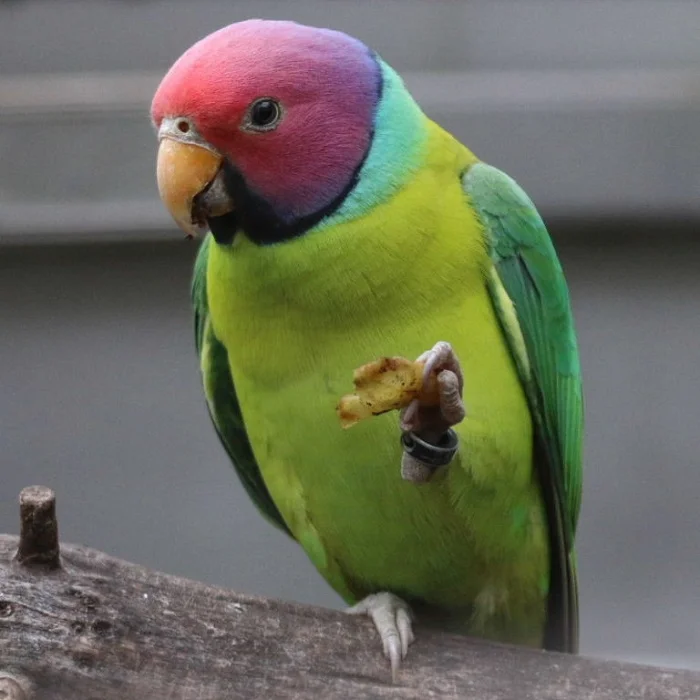 Buy Plum-Headed Parakeet Online