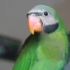 Red-Breasted Parakeet For Sale