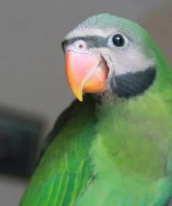 Red-Breasted Parakeet For Sale
