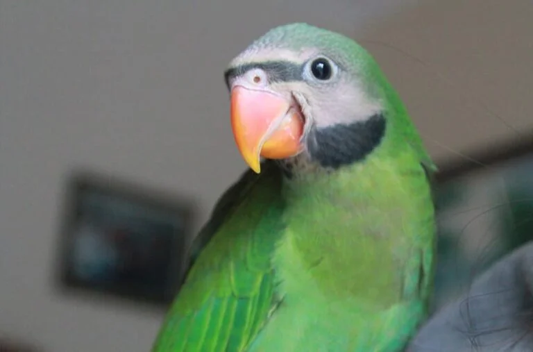 Red-Breasted Parakeet For Sale