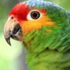 Red Lored Amazon For Sale