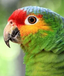 Red Lored Amazon For Sale